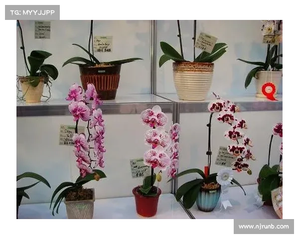 戴资颖携手展示手工艺魅力 亲手编织作品亮相台湾艺术展览